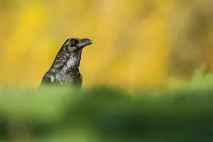 Castilla: 80184370 Common Raven - adult Cremenes, Castilla