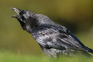 Castilla: 80184371 Common Raven - adult calling Cremenes