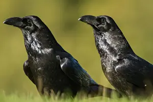 Castilla: 80184372 Common Raven - adult Cremenes, Castilla