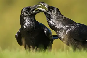 Castilla: 80184373 Common Raven - adult Cremenes, Castilla