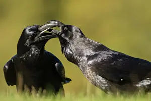 Castilla: 80184374 Common Raven - adult Cremenes, Castilla