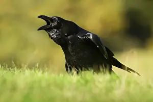 Castilla: 80184375 Common Raven - adult calling Cremenes