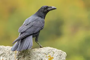 Castilla: 80184376 Common Raven - adult Cremenes, Castilla