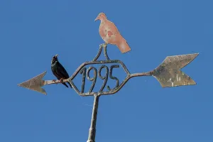 Castilla: 80184377 Spotless Starling - perched on weather