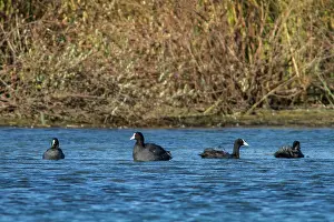 Atra: 80184378 Common Coot - adults swimming Antela Marsh