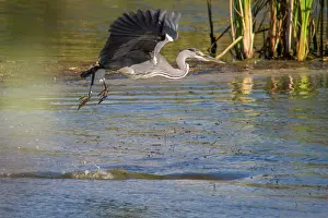 Cinerea: 80184379 Grey Heron - young in flight Antela Marsh