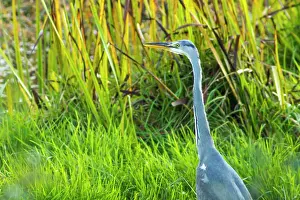 Cinerea: 80184380 Grey Heron A Veiga, Galicia, Spain Ardea
