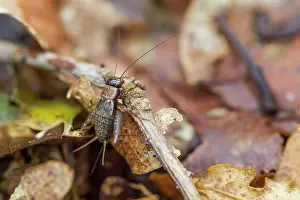 Cricket: 80184381 Wood Cricket Allariz, Galicia, Spain Nemobius