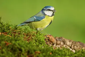 Castilla: 80184382 Eurasian Blue Tit Cremenes, Castilla Leon