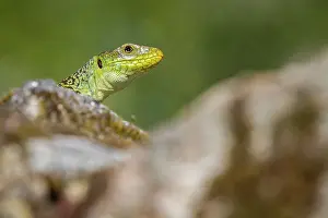 Sunbathing: 80184383 Ocellated Lizard - sunbathing Peneda-Geres