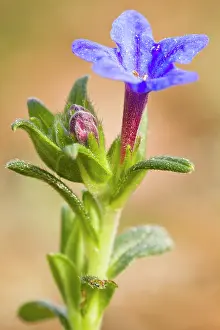 Fruticosa: 80184384 Lithodora - flower Galicia, Spain Lithodora