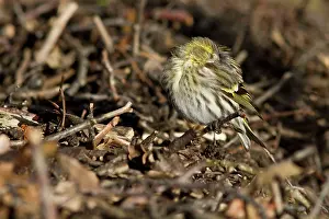 Sleep: 80184385 Eurasian Siskin - adult sleeping Allariz
