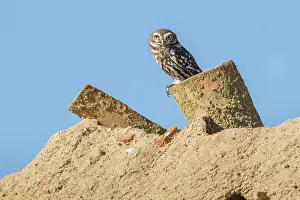 Castilla: 80184386 Little Owl - adult perched on tile Villafafila