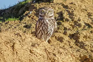 Castilla: 80184387 Little Owl - adult Villafafila, Castilla