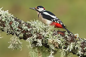 Major: 80184391 Great Spotted Woodpecker - adult male on