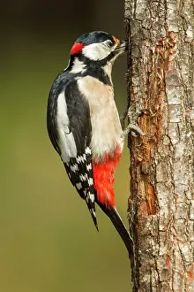 Major: 80184392 Great Spotted Woodpecker - adult male feeding