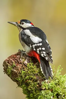 Major: 80184393 Great Spotted Woodpecker - adult male on