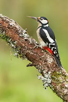 Major: 80184394 Great Spotted Woodpecker - adult male on