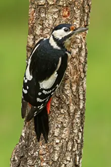 Major: 80184395 Great Spotted Woodpecker - adult female