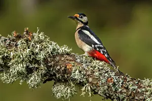 Major: 80184396 Great Spotted Woodpecker - adult female