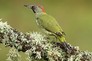 Castilla: 80184397 European Green Woodpecker - adult female