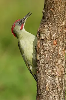Castilla: 80184398 European Green Woodpecker - adult male