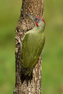 Viridis: 80184399 European Green Woodpecker - adult male