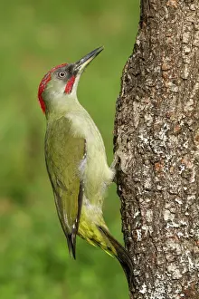 Viridis: 80184400 European Green Woodpecker - adult male