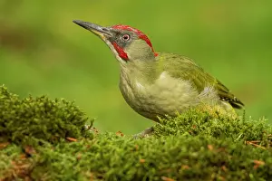 Viridis: 80184401 European Green Woodpecker - adult male