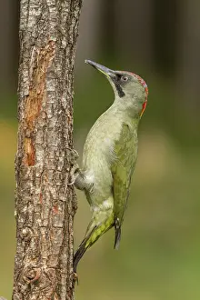 Viridis: 80184402 European Green Woodpecker - adult female