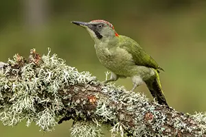 Viridis: 80184403 European Green Woodpecker - adult female