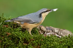 Sitta: 80184404 European Nuthatch Cremenes, Castilla Leon