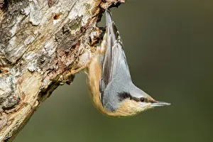 Sitta: 80184405 European Nuthatch Cremenes, Castilla Leon