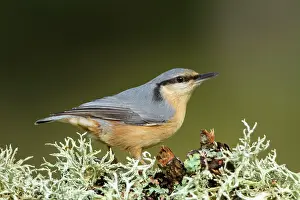 Sitta: 80184406 European Nuthatch Cremenes, Castilla Leon
