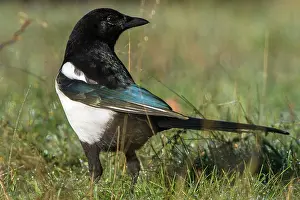 Magpies: 80184407 Eurasian Magpie - adult Cremenes, Castilla