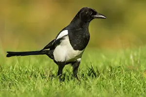 Magpies: 80184408 Eurasian Magpie - adult Cremenes, Castilla
