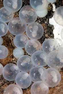 Metasepia: 80184409 Pfeffer's Flamboyant Cuttlefish eggs -