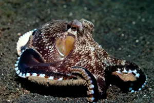 Sucker: 80184410 Veined Octopus - protecting itself with