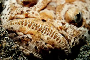 Marbled: 80184411 Marbled Stargazer - buried and camouflaged