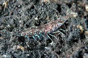 Prawn: 80184412 Prawn - on black sand during night dive
