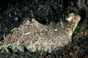 Flatfish: 80184414 Banded Sole - during night dive TK1 dive