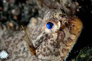 Flatfish: 80184415 Banded Sole - during night dive TK1 dive