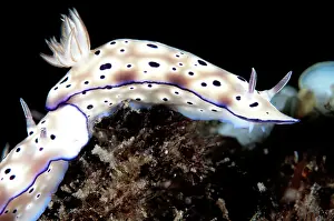 Crawl: 80184416 Tryon's Risbecia Nudibranchs - pair tailgating