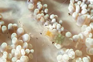 Periclimenes: 80184417 Peacock-tail Anemone Shrimp - in coral