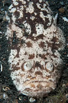 Marbled: 80184419 Marbled Stargazer - buried and camouflaged