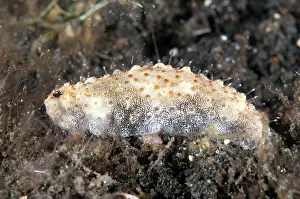Wandering: 80184421 Night-wandering Sea Cucumber - during night