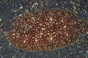 Flatfish: 80184422 Peacock Sole - on black sand during night