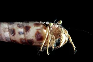 Hermit: 80184423 Pale Anemone Hermit Crab - in Auger Shell