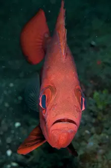 Japonicus: 80184424 Japanese Bigeye Aer Perang dive site, Lembeh