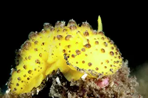 Perang: 80184425 Doris Nudibranch Aer Perang dive site